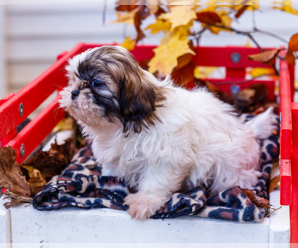 Medium Photo #43 Shih Tzu Puppy For Sale in WAKARUSA, IN, USA