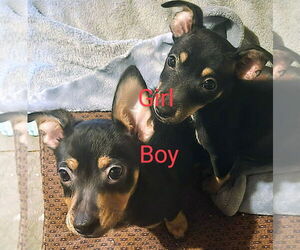 American Pit Bull Terrier-Papillon Mix Puppy for sale in NANAKULI, HI, USA