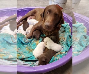 Mother of the Labrador Retriever puppies born on 11/03/2019