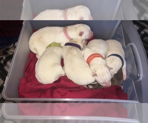 Siberian Husky Puppy for sale in CHARLESTON, IL, USA