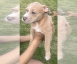 Small Photo #16 American Bully Puppy For Sale in LAKE STATION, IN, USA