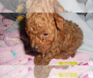 Poodle (Toy) Puppy for sale in DULUTH, GA, USA