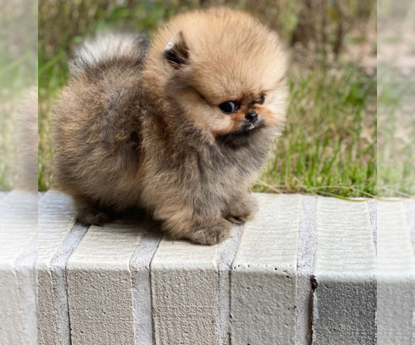 Medium Photo #1 Pomeranian Puppy For Sale in Busan, Busan, Korea, South