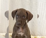 Small Photo #2 Great Dane Puppy For Sale in BEECH GROVE, IN, USA