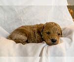 Small Photo #3 Goldendoodle-Poodle (Toy) Mix Puppy For Sale in LOGAN, UT, USA