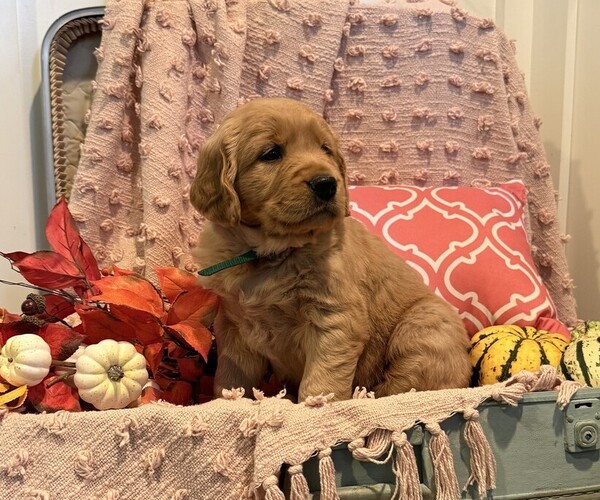 Medium Photo #1 Golden Retriever Puppy For Sale in WILLARD, WI, USA