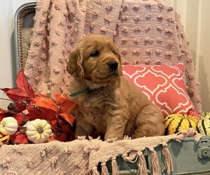 Golden Retriever Puppy for sale in WILLARD, WI, USA