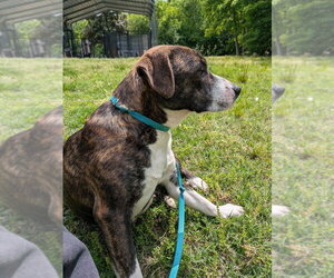 Tulip - Female Mutt Dog for Adoption - Photo #3