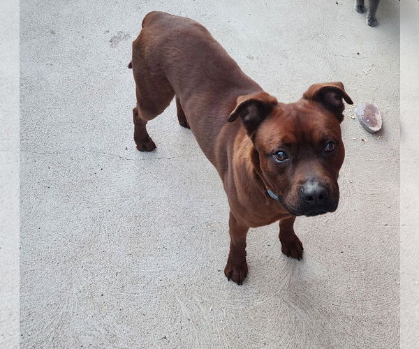 Medium Photo #4 American Pit Bull Terrier-Unknown Mix Puppy For Sale in Aurora, CO, USA