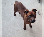 Small #3 American Pit Bull Terrier Mix