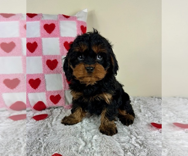 Medium Photo #2 Cavapoo Puppy For Sale in GREENFIELD, IN, USA