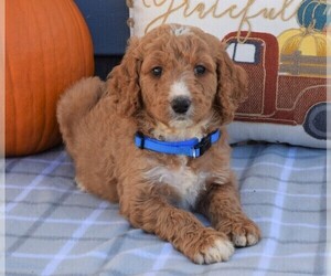 Labradoodle Puppy for sale in COSHOCTON, OH, USA