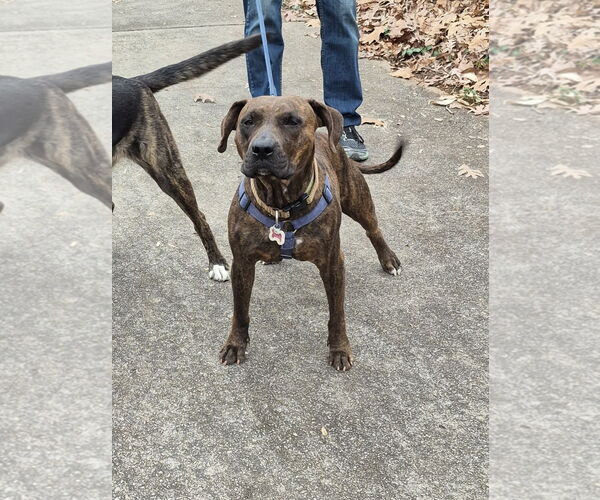 Medium Photo #6 American Pit Bull Terrier-American Staffordshire Terrier Mix Puppy For Sale in Cary, NC, USA