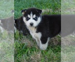 Small Photo #5 Siberian Husky Puppy For Sale in CLARKRANGE, TN, USA