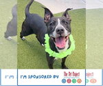 TESLA - Female American Staffordshire Terrier Dog for Adoption - Small photo