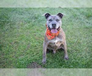 Boxer-Unknown Mix Dogs for adoption in Stratham, NH, USA
