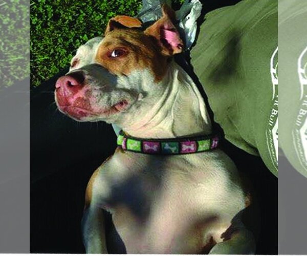 Medium Photo #5 American Pit Bull Terrier-Unknown Mix Puppy For Sale in Belleville, MI, USA