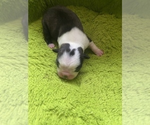 Boston Terrier Puppy for sale in GLOUCESTER CITY, NJ, USA