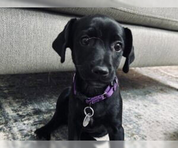 Medium Photo #1 Mutt Puppy For Sale in Redwood City, CA, USA