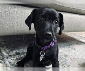 Mutt Dogs for adoption in Redwood City, CA, USA