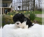 Small #1 Aussiedoodle Miniature 