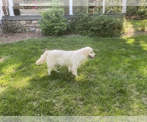 Mother of the Golden Retriever puppies born on 07/30/2025