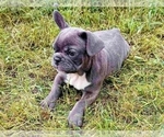 Small Photo #4 French Bulldog Puppy For Sale in EASTON, PA, USA