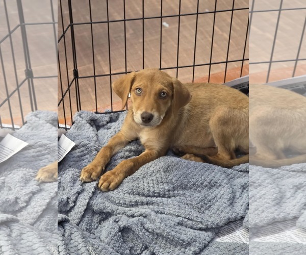 Medium Photo #1 Golden Labrador Puppy For Sale in SHERBURNE, NY, USA