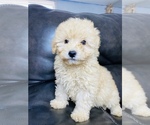 Small Photo #10 Maltipoo Puppy For Sale in SAN BERNARDINO, CA, USA