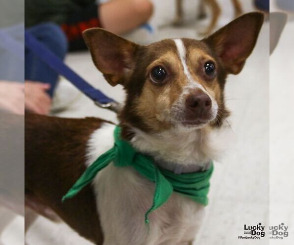 Medium Photo #2 Chihuahua-Unknown Mix Puppy For Sale in Washington, DC, USA