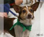 Small #1 Chihuahua Mix
