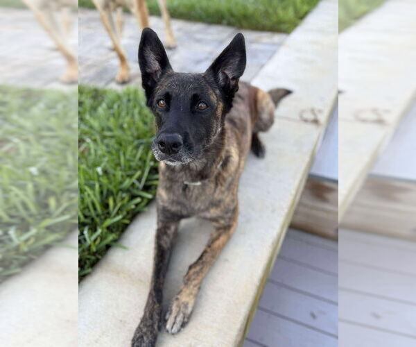 Medium Photo #7 - Mix Puppy For Sale in Imlay City, MI, USA