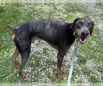 Small #3 Doberman Pinscher
