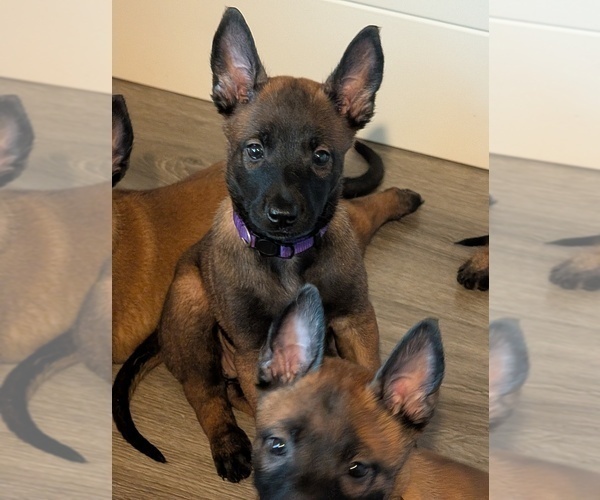 Medium Photo #3 Belgian Malinois Puppy For Sale in OSHKOSH, WI, USA