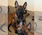 Small #2 Belgian Malinois