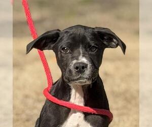 Labrador Retriever-Unknown Mix Dogs for adoption in Yardley, PA, USA