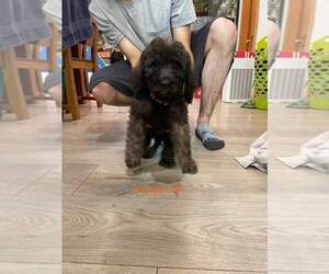 Goldendoodle Puppy for sale in DEER PARK, WA, USA