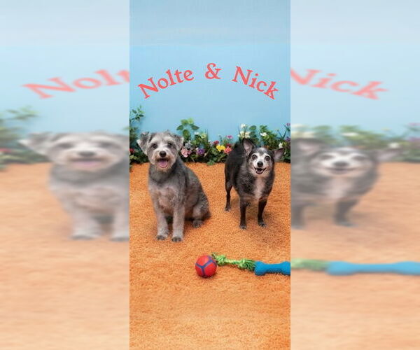 Medium Photo #6 Maltese Puppy For Sale in Weston, FL, USA