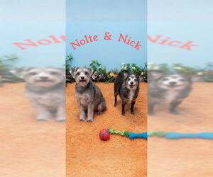 Nick & Nolte - Male Maltese Dog for Adoption - Photo #6