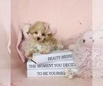 Small Poodle (Toy)