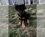 Small #3 German Shepherd Dog