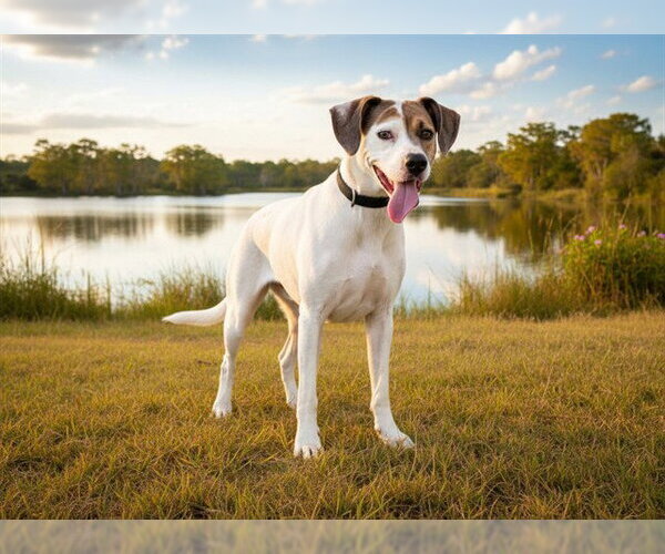 Medium Photo #2 Pointer Puppy For Sale in Tavares, FL, USA