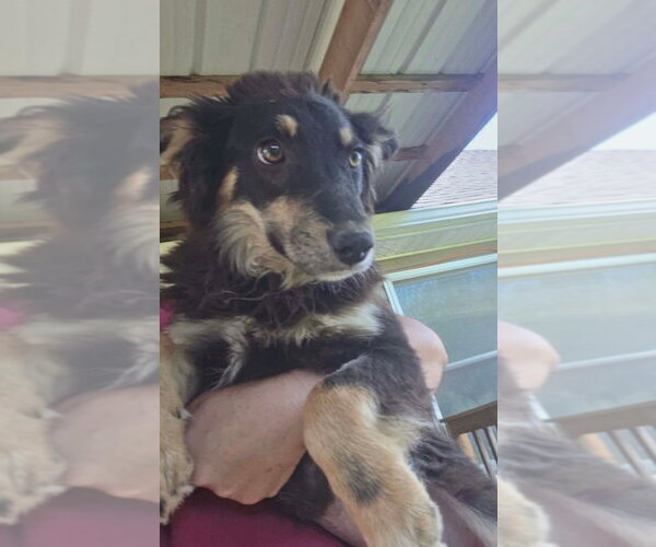 Medium Photo #2 Mutt Puppy For Sale in Aurora, IN, USA