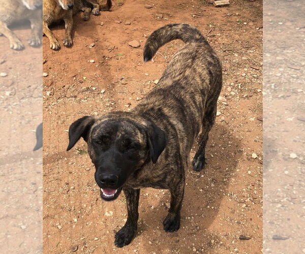 Medium Photo #1 Anatolian Shepherd Puppy For Sale in San Antonio, TX, USA