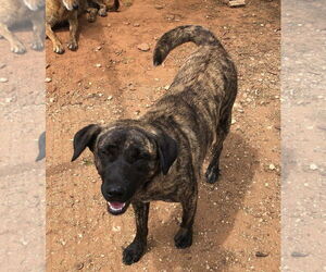 Anatolian Shepherd Dogs for adoption in San Antonio, TX, USA