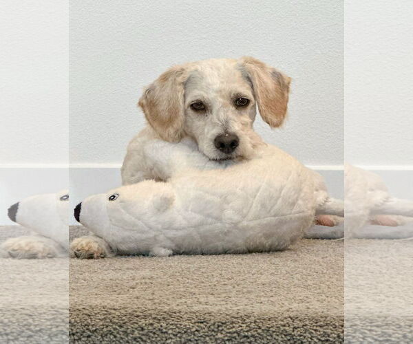 Medium Photo #4 Poodle (Miniature)-Unknown Mix Puppy For Sale in Corona, CA, USA