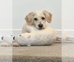Small #3 Poodle (Miniature) Mix