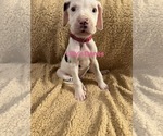 Puppy Hot pink collar Great Dane