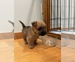 Small Photo #2 Cairn Terrier Puppy For Sale in MADISON, NC, USA