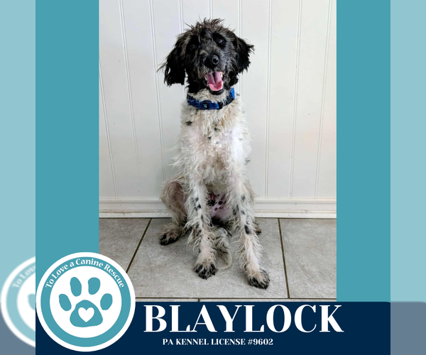 Medium Photo #2 Poodle (Standard)-Unknown Mix Puppy For Sale in Kimberton, PA, USA